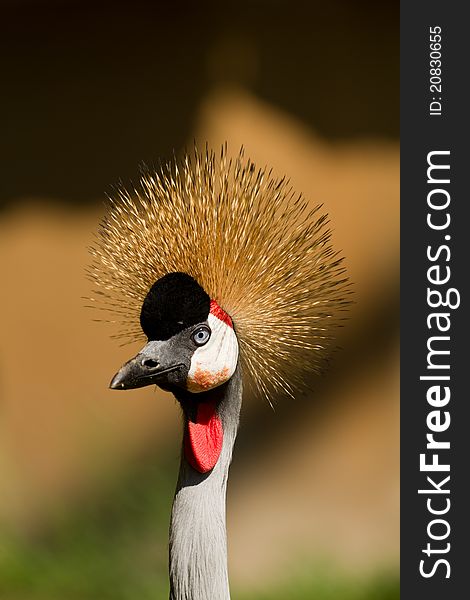 Grey Crowned Crane portrait in the zoo