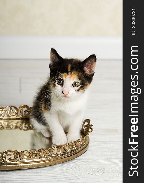 Calico Kitten sitting in Mirrored Dish