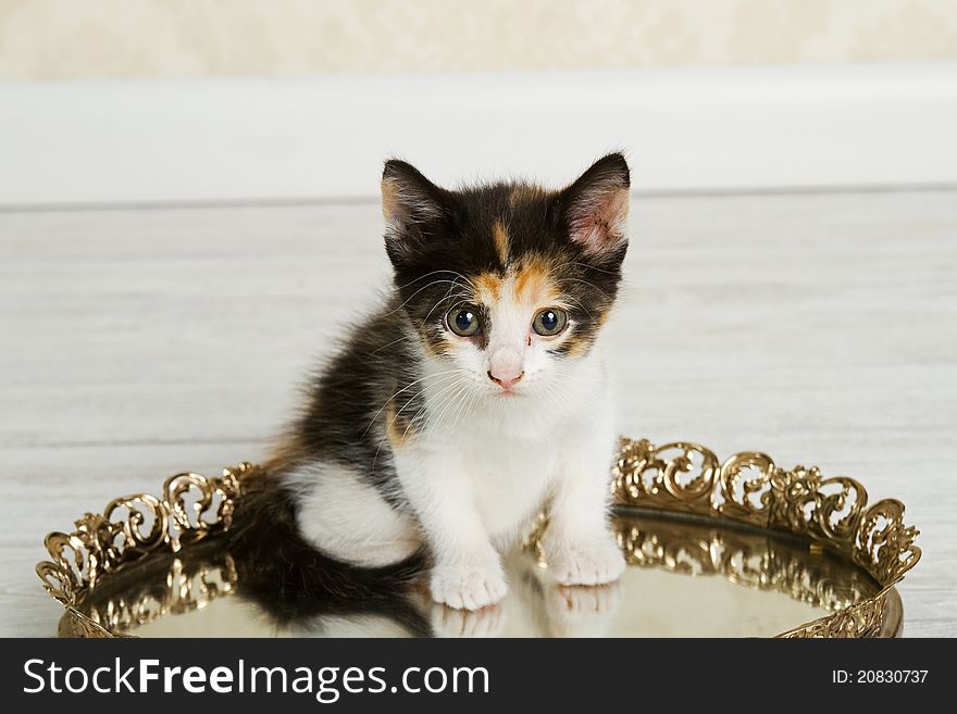 Calico Kitten sitting in Mirrored Dish