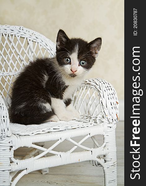 Black and White Kitten sitting and posing in little Wicker Chair. Black and White Kitten sitting and posing in little Wicker Chair