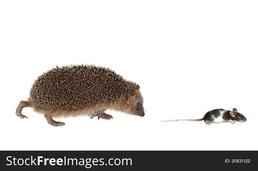 Chasing mouse hedgehog on white background