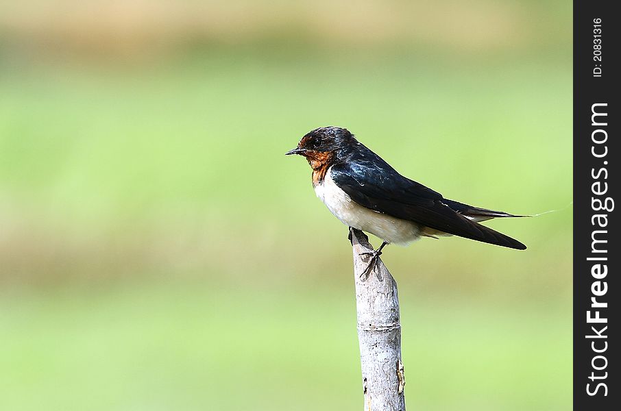 A swallow hold the bamboo on the clear background