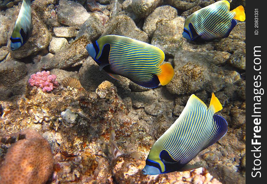 Marine angelfish of the family Pomacanthidae Coral Reef Eilat Gulf Red Sea