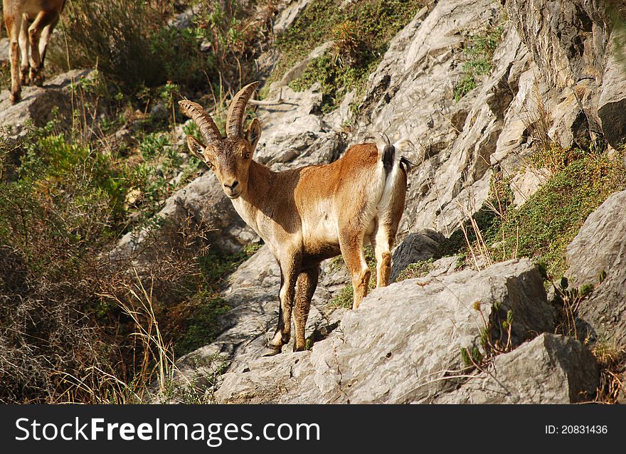 Spanish ibex in the mountains with stones and grass background, Sierra de Ronda, Andalusia