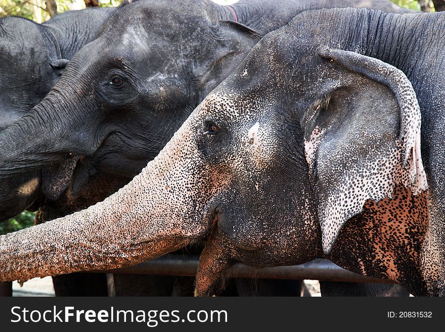 Thai strong and beautiful elephants in the zoo. Thai strong and beautiful elephants in the zoo