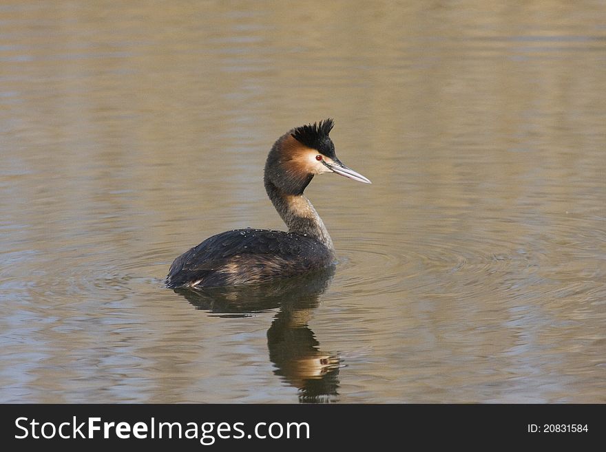 Male great crested Grebe (Podiceps Cristatus) swimming in water with reflection