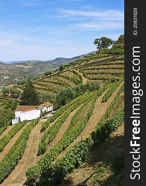 Vineyards of port wine in Douro valley, Portugal. Vineyards of port wine in Douro valley, Portugal