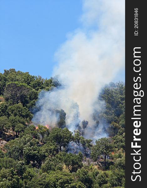 View of a fire in the forest of oaks and pines on the slopes of the Douro River