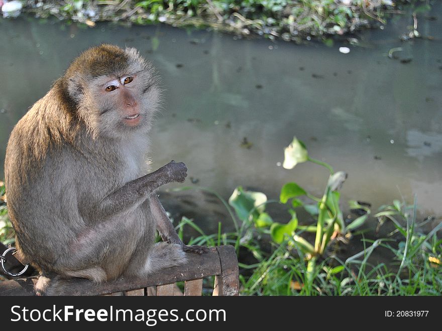 This monkey which is pets, sit down at her caged house beside the river with full of factory waste. This monkey which is pets, sit down at her caged house beside the river with full of factory waste.
