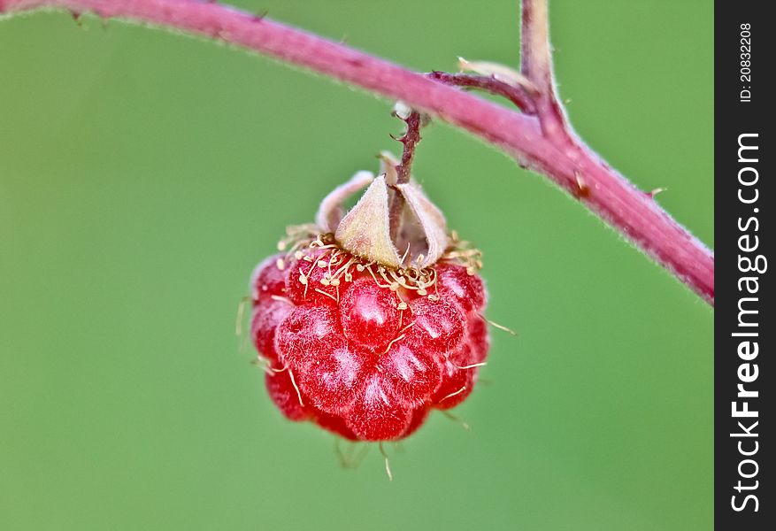 Raspberry Hanging on a bush in the garden