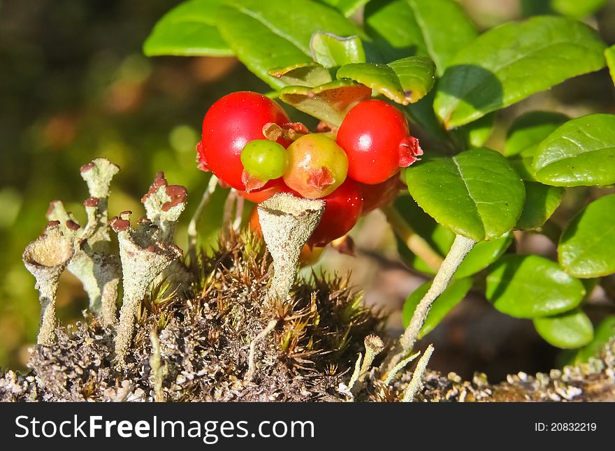 Cranberries wild in the forest Hanging on a bush