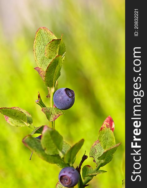 Blue berries on a bush in the forest. Blue berries on a bush in the forest.