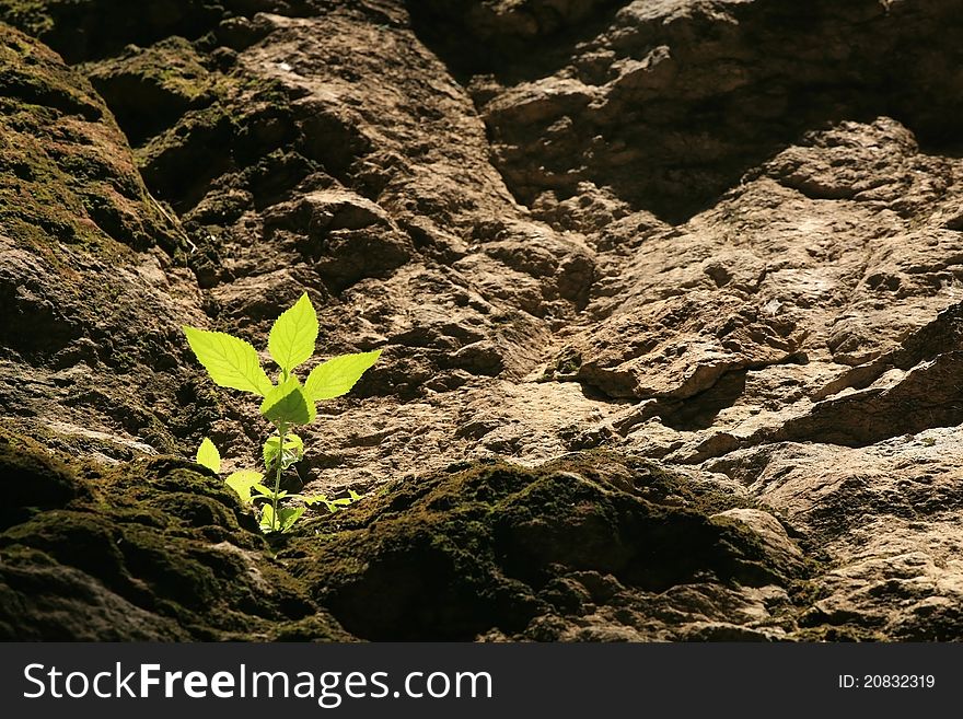 Small plant is shined on the hill layer at Kanchanaburi Province, thailand