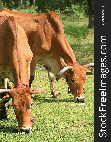 Two brown cows are eating grass at the meadow. Two brown cows are eating grass at the meadow