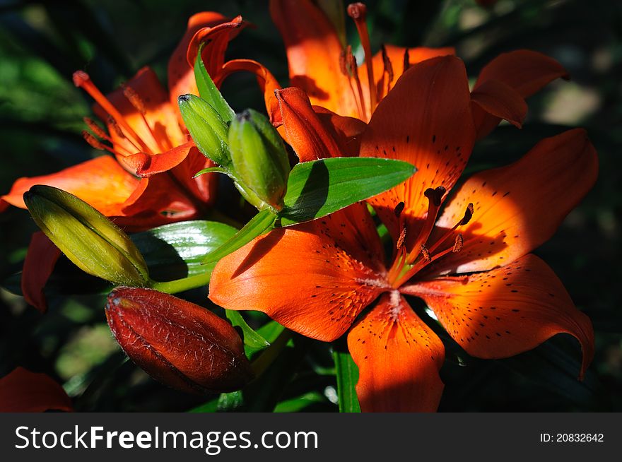 Some red lilies in a shady garden