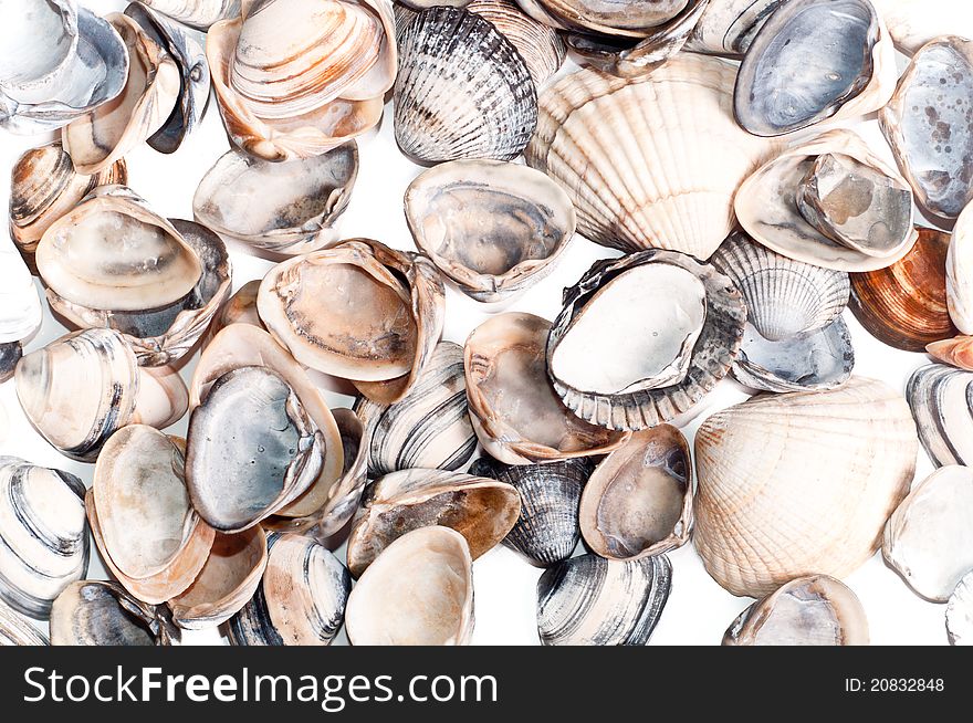 Shells on a white background. Shells on a white background