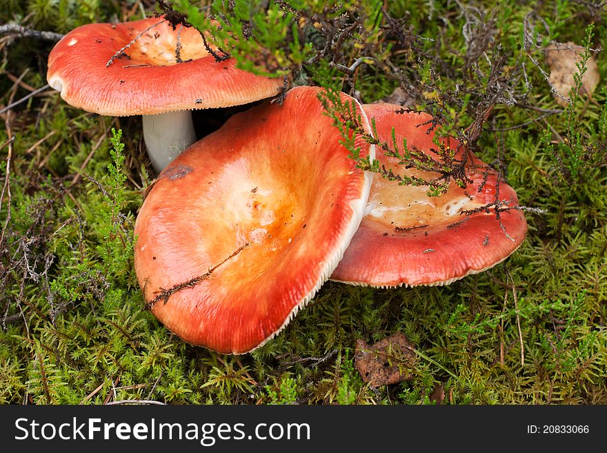 Russula mushroom in the forest moss