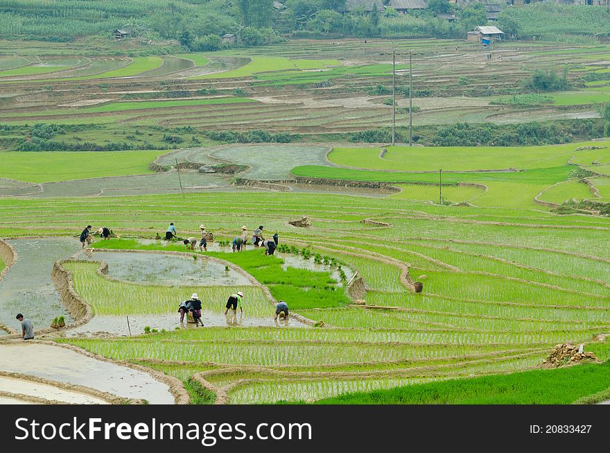 In June, it's the period to plant rice for the Hmong in Sapa Valey. In June, it's the period to plant rice for the Hmong in Sapa Valey.