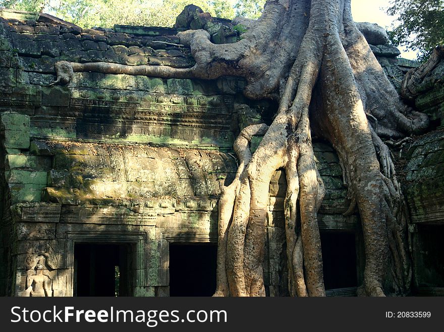 Tree invading Ta Prom temple in Angkor