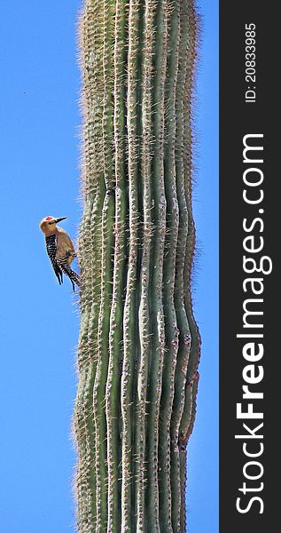 Desert cactus pecker hopping up sharp cactus thorns for its next meal.