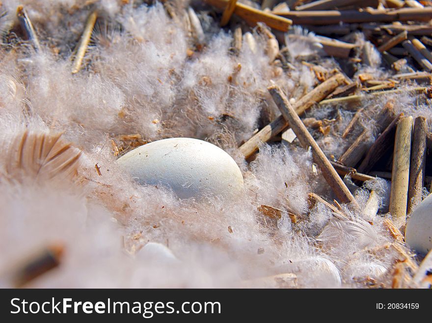 Duck Eggs In Reeds