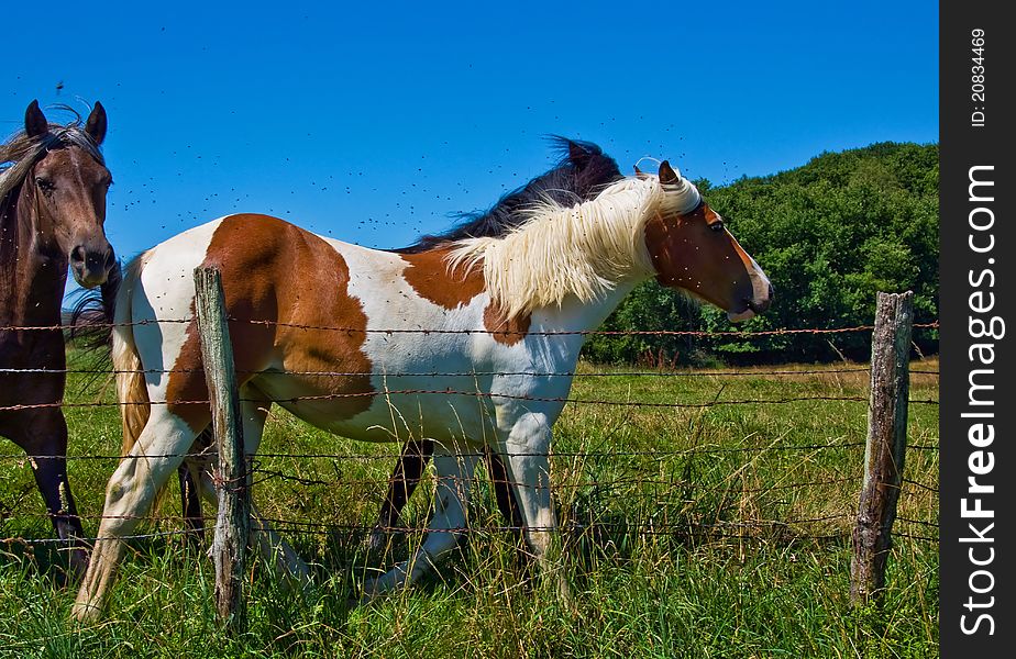 A lot of horses and colts pasture free in a paddock. A lot of horses and colts pasture free in a paddock