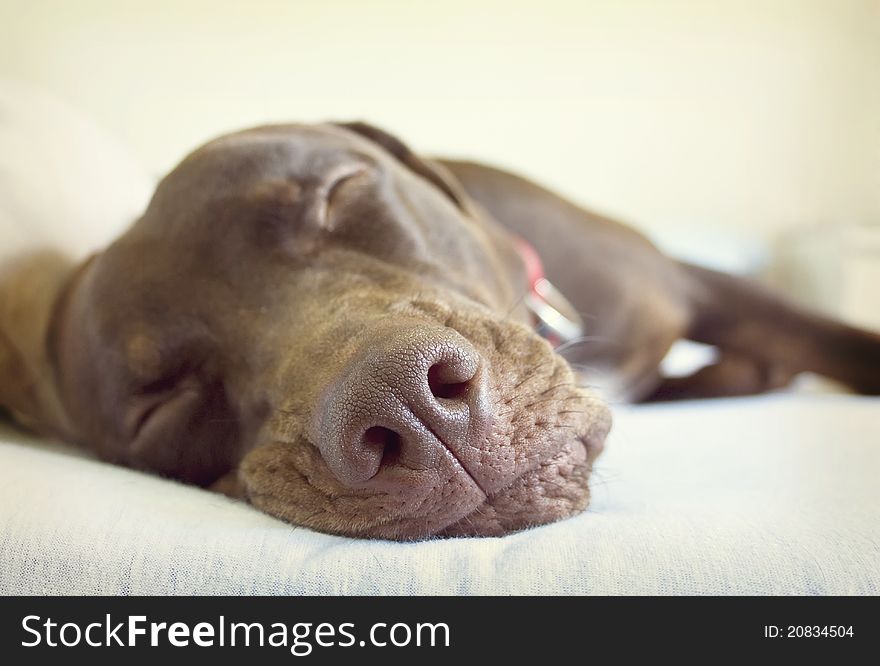 Brown Puppy sleeping in bed, close to his nose. Brown Puppy sleeping in bed, close to his nose