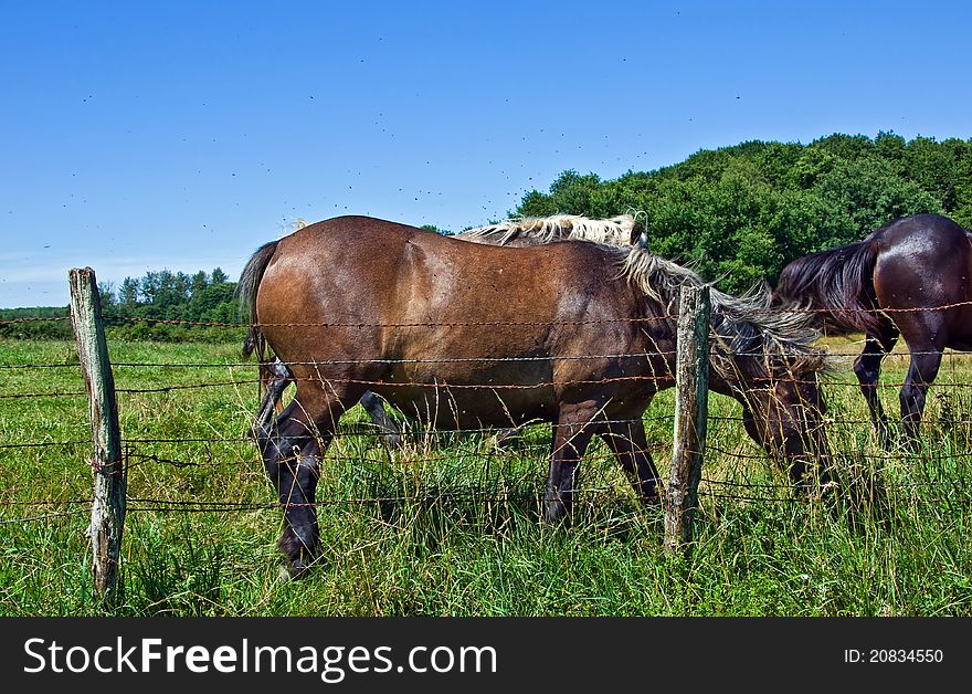 Horses And Colts Free