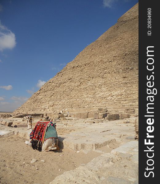 A camel resting at the base of one of  the Giza Pyramids. A camel resting at the base of one of  the Giza Pyramids.