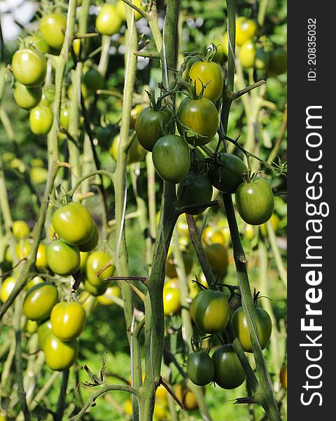 Green tomatoes growing on a branch. Green tomatoes growing on a branch