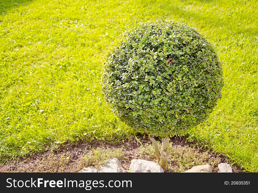 Ball form tree in the garden ant grass background