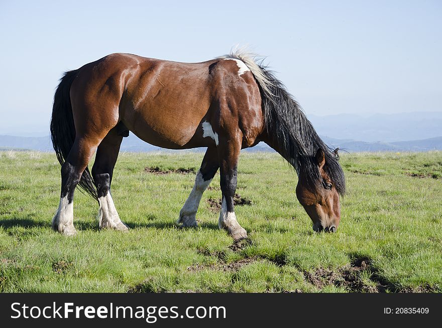 Wild horse on the mountain