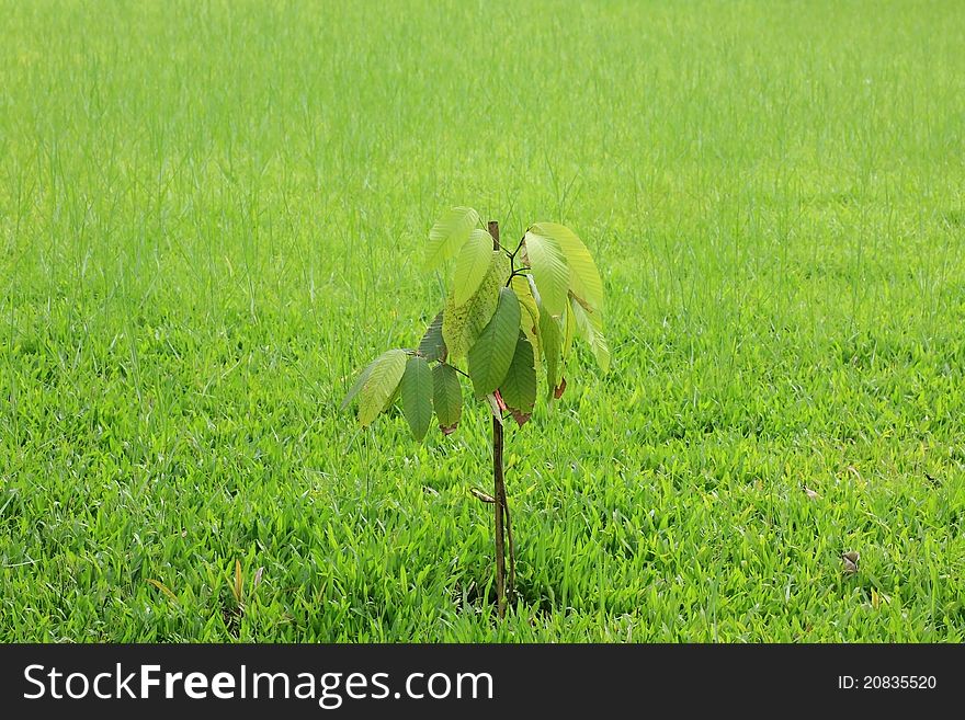 Small Tree is planted on the grass ground. Small Tree is planted on the grass ground