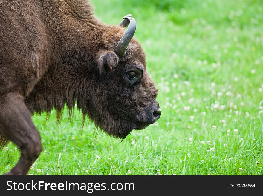 European bison on a meadow