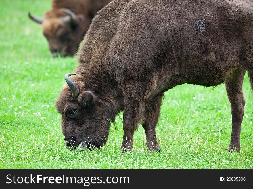 Two bisons on a meadow eating grass. Two bisons on a meadow eating grass