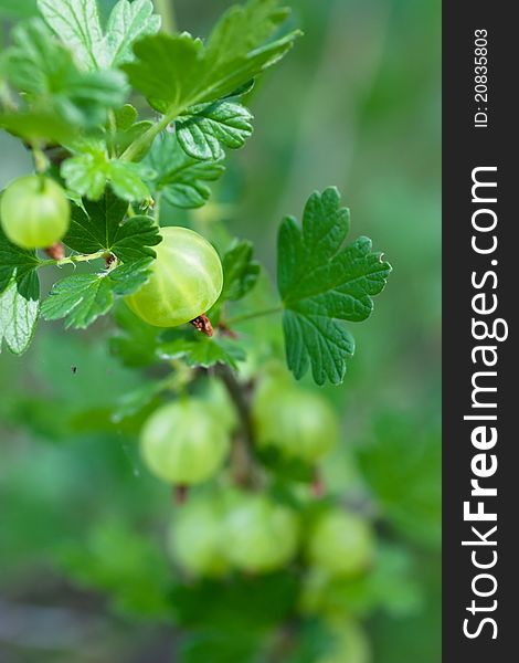Fresh green gooseberry hanging on a branch. Fresh green gooseberry hanging on a branch