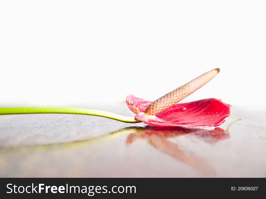 Closeup Red Blossom