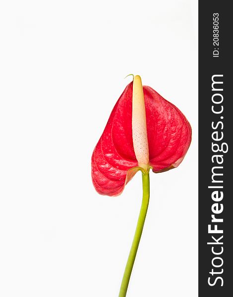 Closeup red blossom against white background