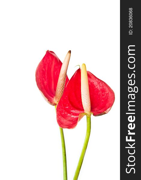 Red cople flamingo flower isolate on white background