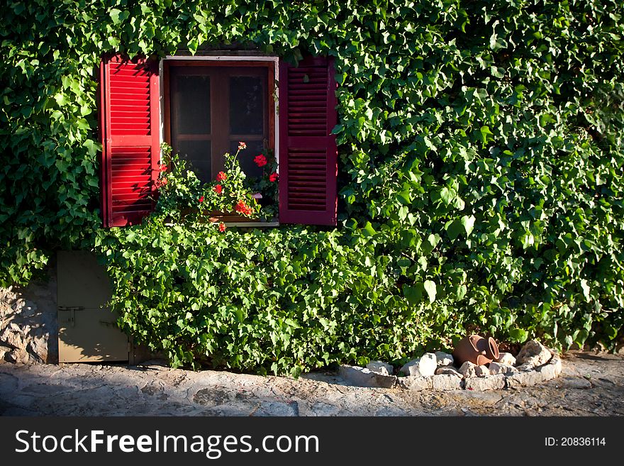 A sunlight ivy covered wall at sunset. A sunlight ivy covered wall at sunset