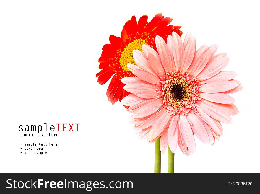 Pink And Red Chrysanthemum Flower