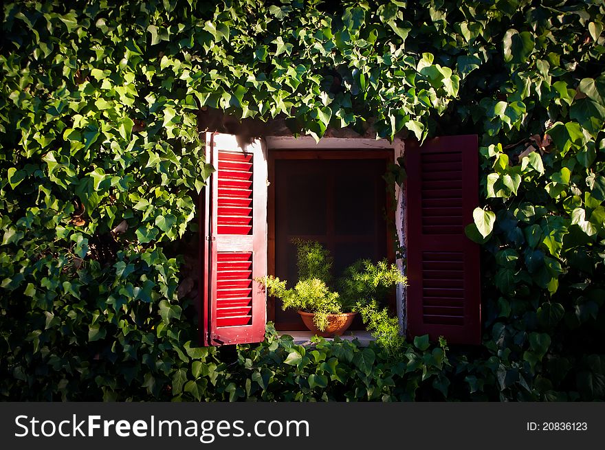 Red window embedded in ivy at sunset. Red window embedded in ivy at sunset