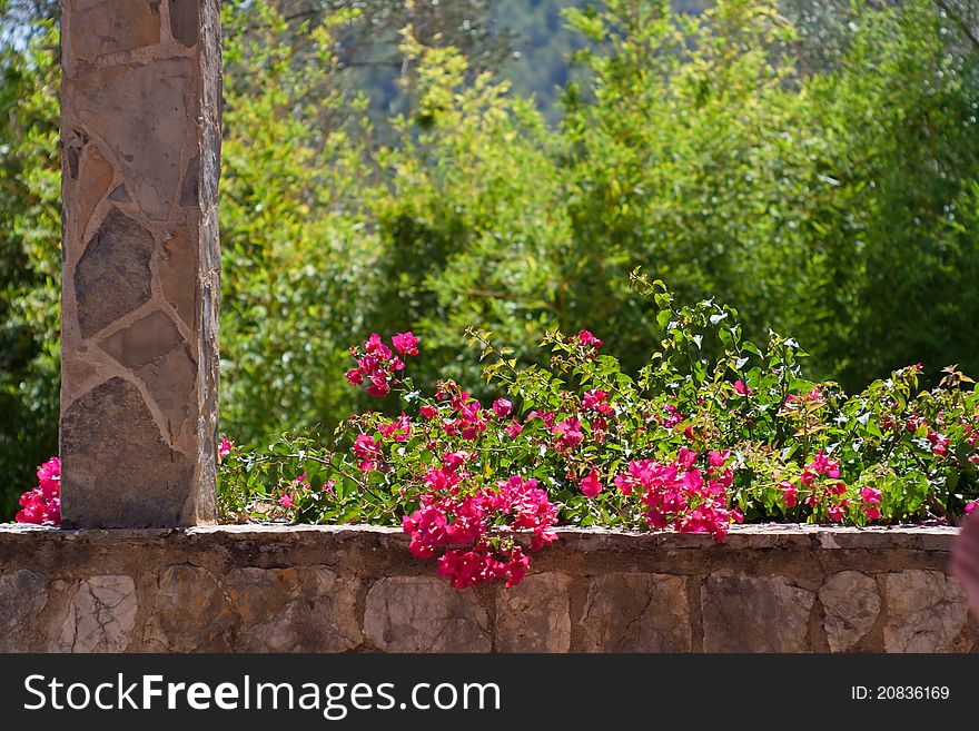 Beautiful bougainvillea on a mediterranean wall