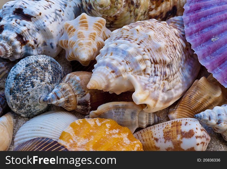 A mixture of assorted colourful sea shells