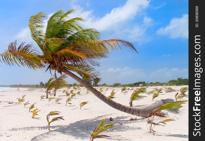 View of the Caribbean beach.