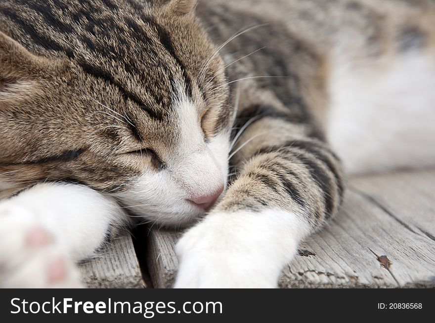 The cat sleeping on the wooden table. The cat sleeping on the wooden table