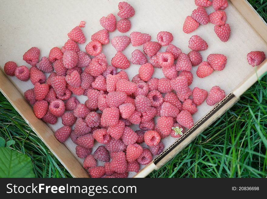 Photo of freshly harvested raspberries in a flat box on grass. Photo of freshly harvested raspberries in a flat box on grass.