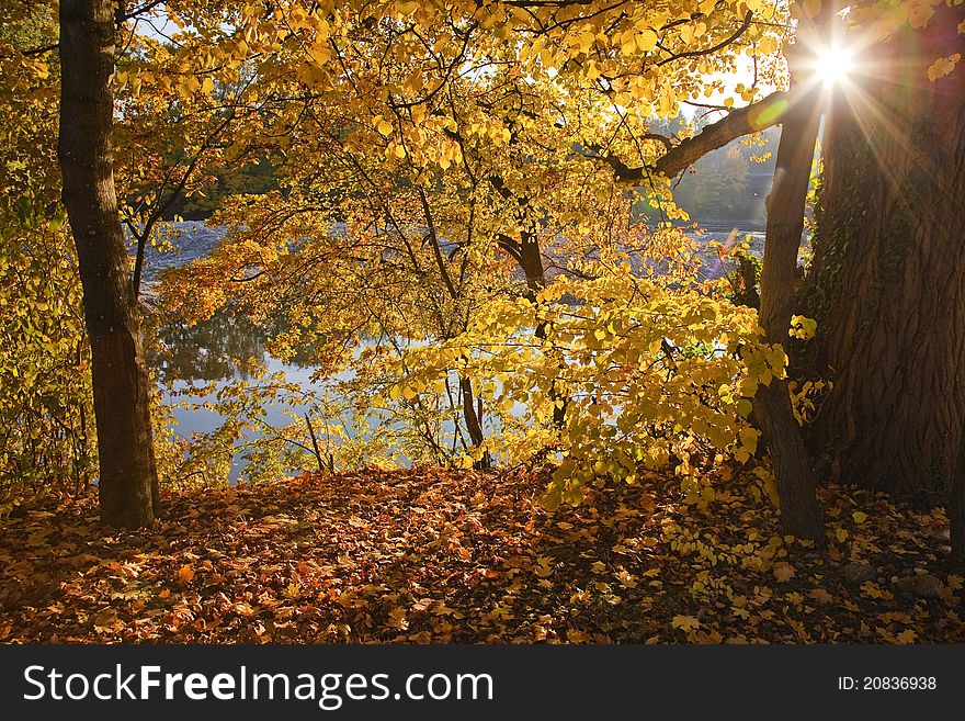 Yellow leaves in the forest by the river, sunshine  trough the autumns trees. Yellow leaves in the forest by the river, sunshine  trough the autumns trees