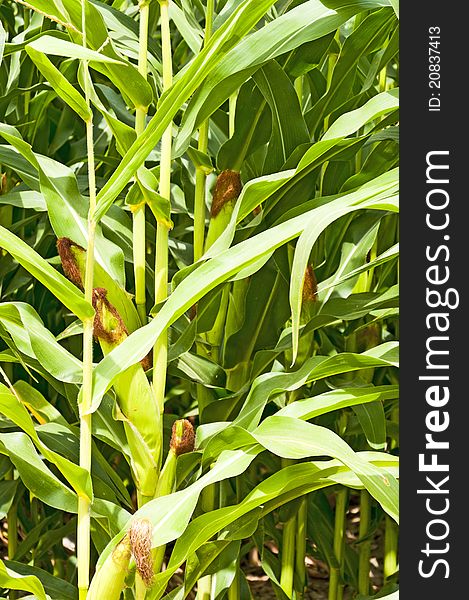 Corn ears on the stalk in a agriculturial field in northeastern Colorado, USA. Corn ears on the stalk in a agriculturial field in northeastern Colorado, USA