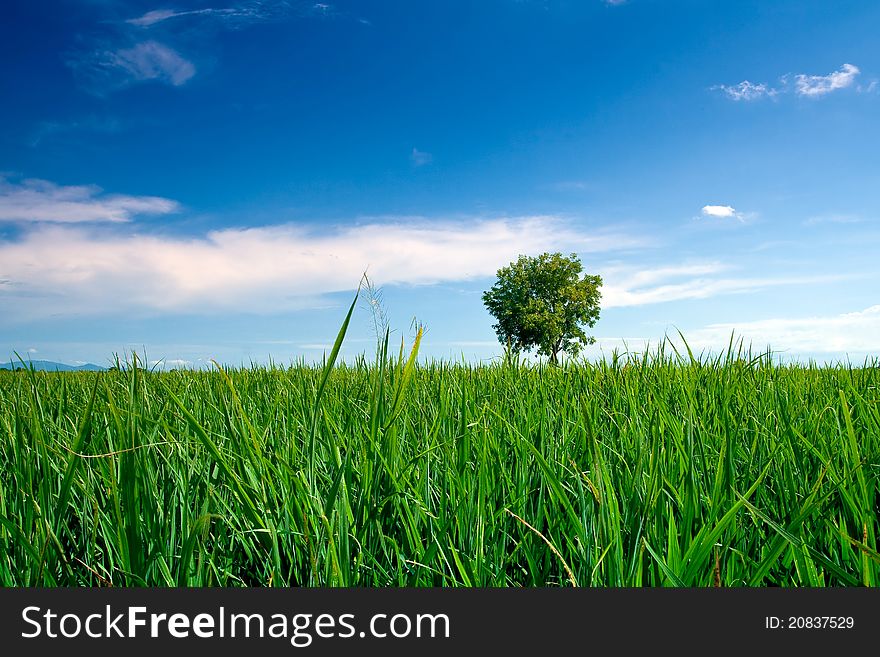A single tree on the rice field and blue sky.